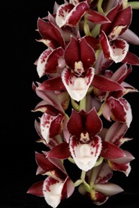 Catasetum Melana Davison Bombshell AM 81 pts.